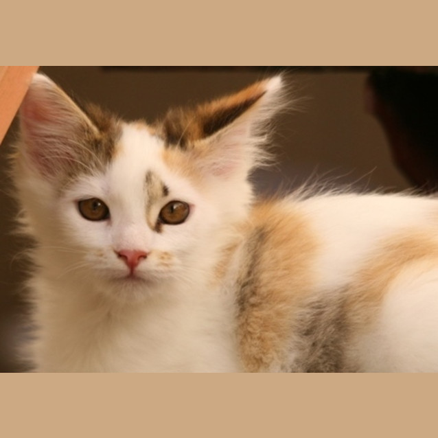 Photo of Raspberry