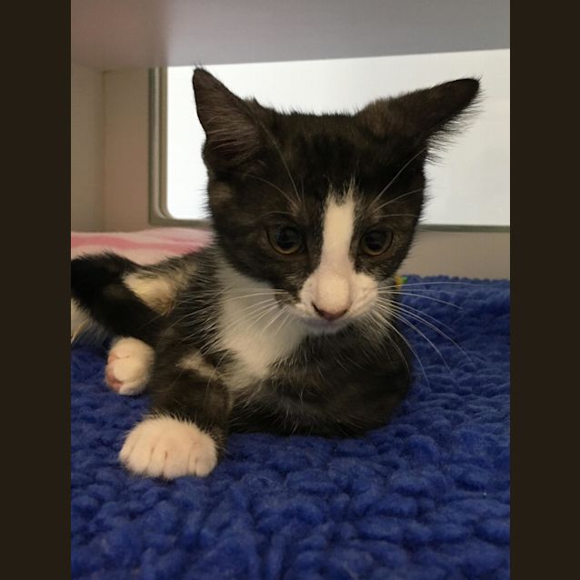 Photo of Smokey