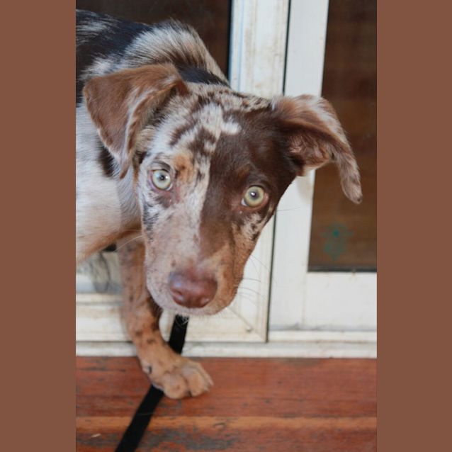 Photo of Rocket   Pocket Rocket Koolie 