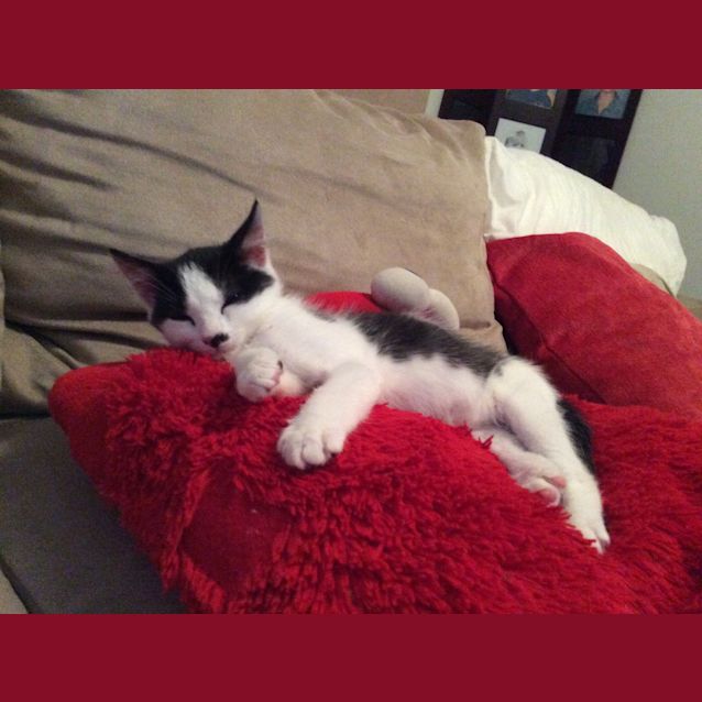 Photo of Pablo 
