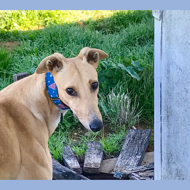 Photo of “Jazz”, Blondes Have More Fun (& Then A Nap). Melb