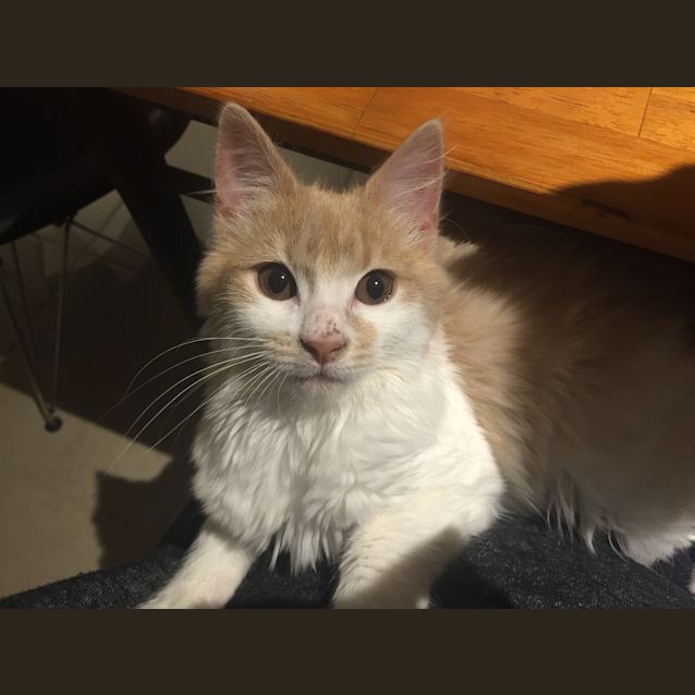 Photo of Piper (Ready To Go!)