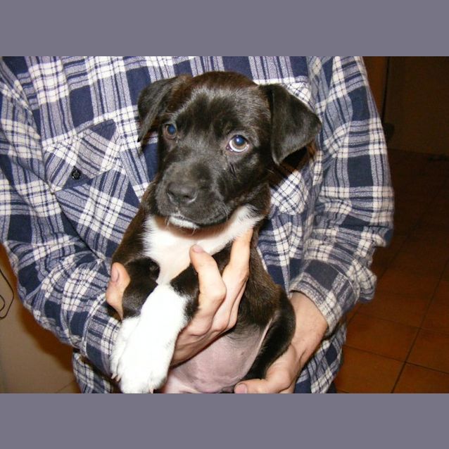 Photo of Violet