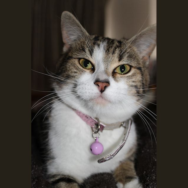 Photo of Angel