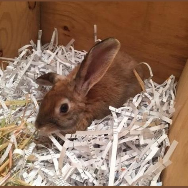 Photo of Blitzen