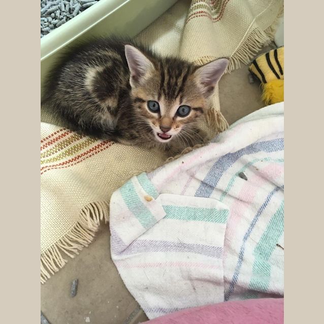 Photo of Duchess 