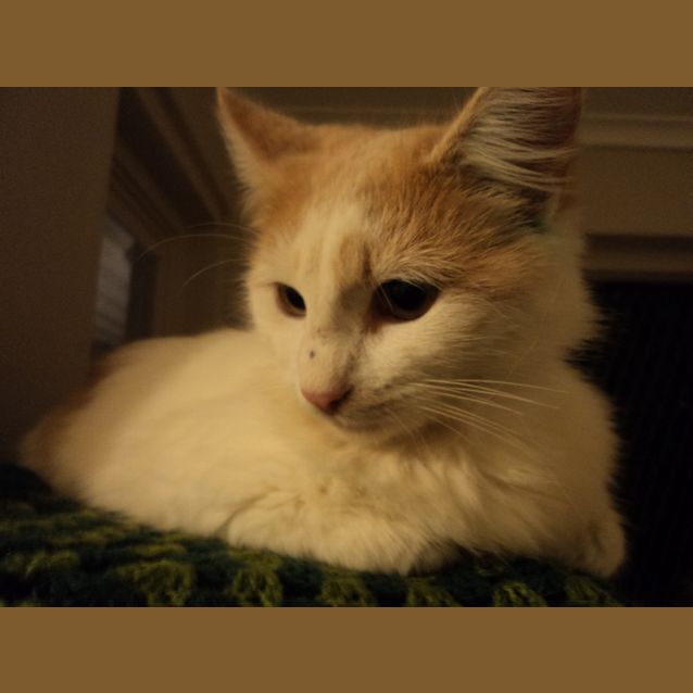 Photo of Barney