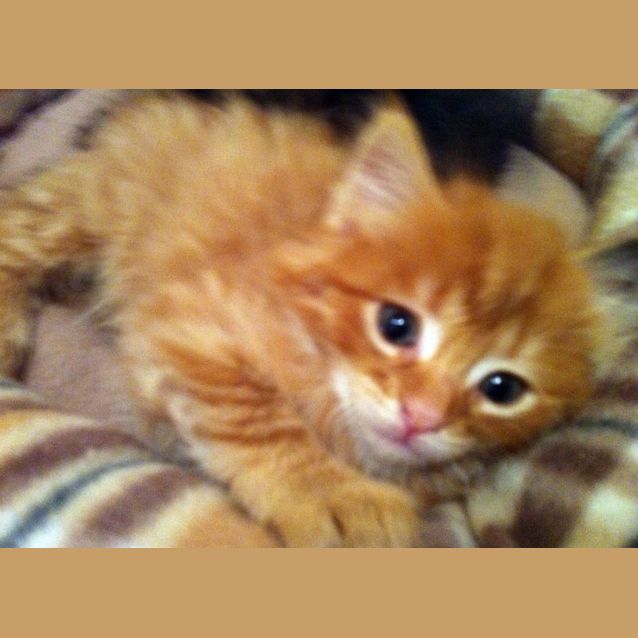 Photo of Darcy   Pre Adopted!