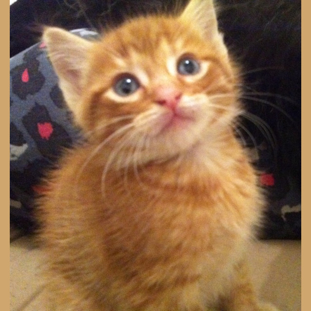 Photo of Digby Pre Adopted!