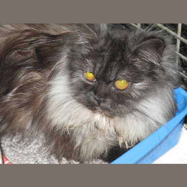 Photo of Poppy