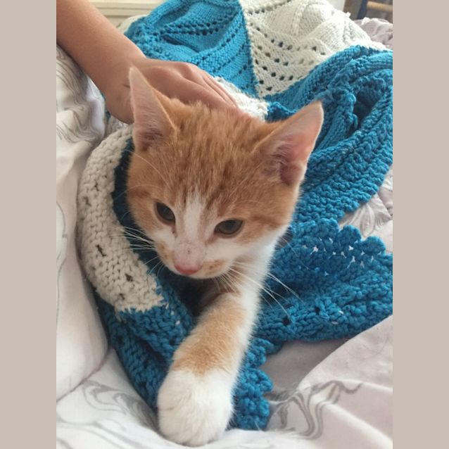 Photo of Biscuit   9 Week Old Domestic Short Hair