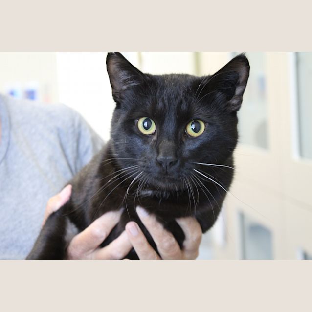 Photo of Samson