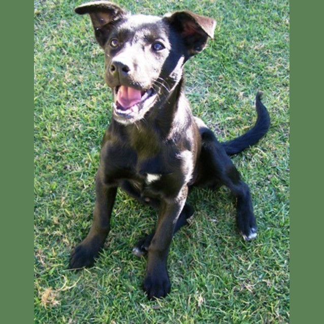 Photo of Jemma  Adopted
