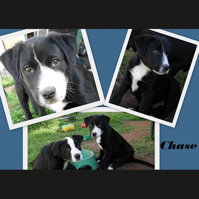 Photo of Chase Adopted!!!