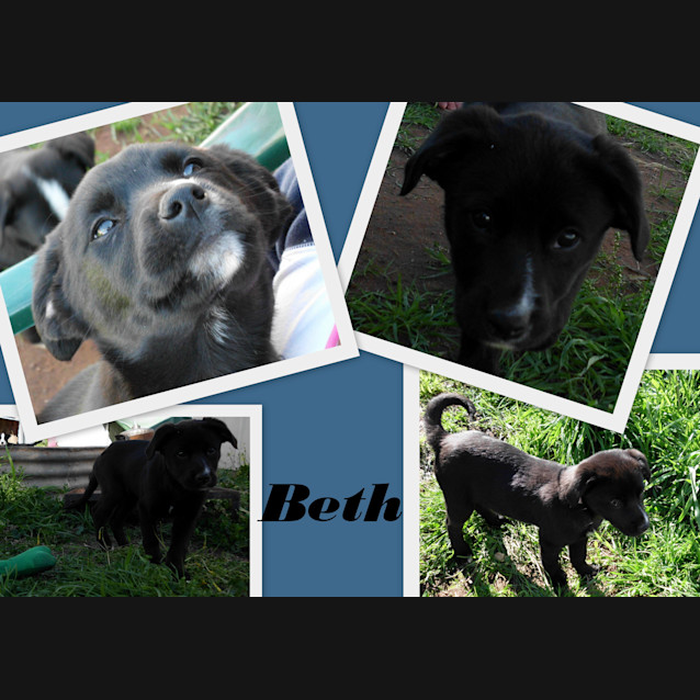 Photo of Adoption Pending Beth