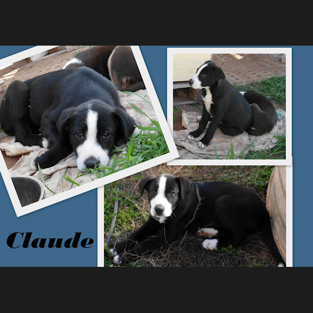 Photo of Adoption Pending   Claude
