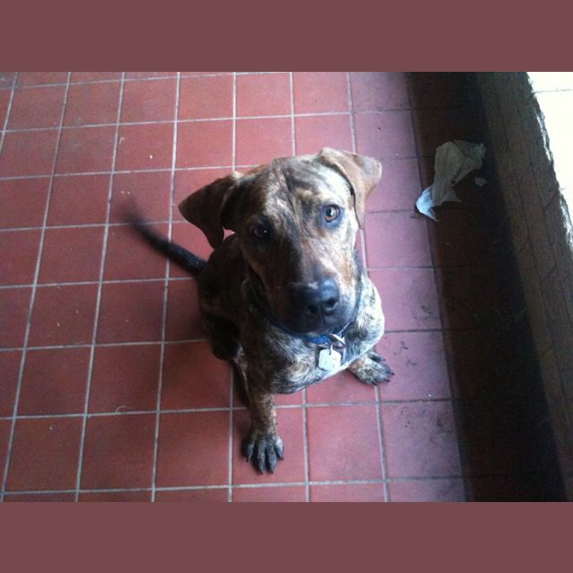 Photo of Pip And Rufus  Foster Or Adopt Deadline 25th Sept