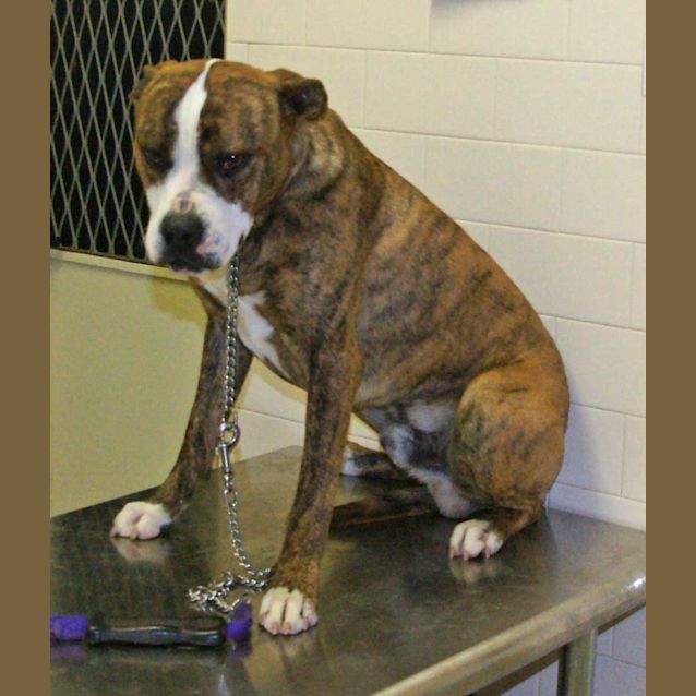 Photo of Semtex