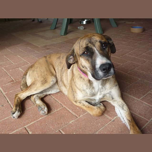Photo of Stella Av236. *Adoption Pending*