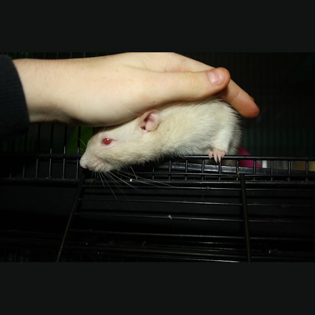 Photo of Mr Nibbles