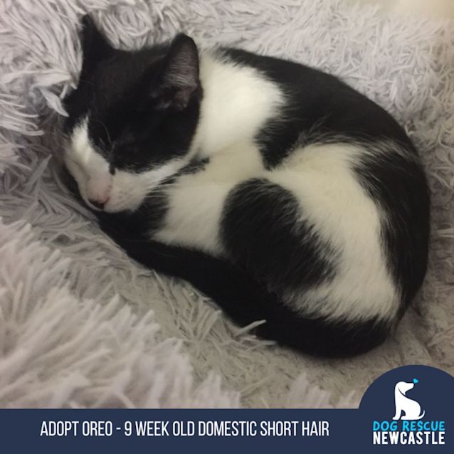 Photo of Oreo   9 Week Old Domestic Short Hair