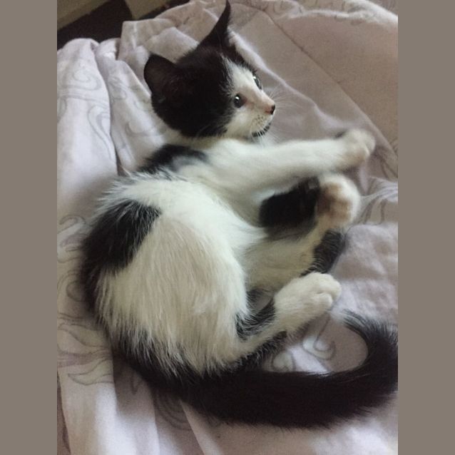 Photo of Oreo   9 Week Old Domestic Short Hair