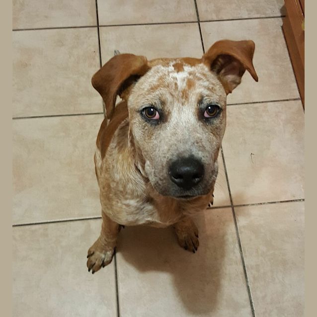 Photo of Mowgli **Adopted**
