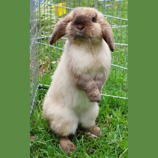 Photo of Bungee  Desexed And Vaccinated  On Hold