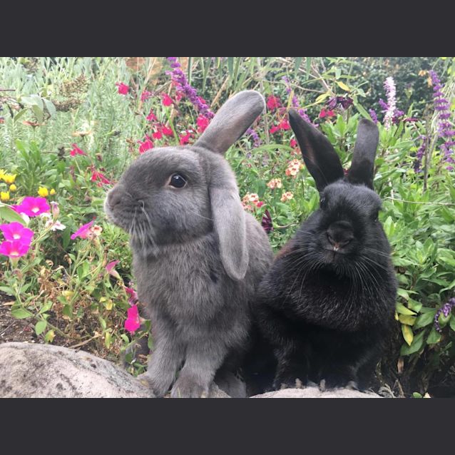 Photo of Buddy & Strawberry Roxy 