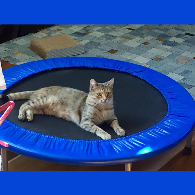 Photo of Grace The Gracious 