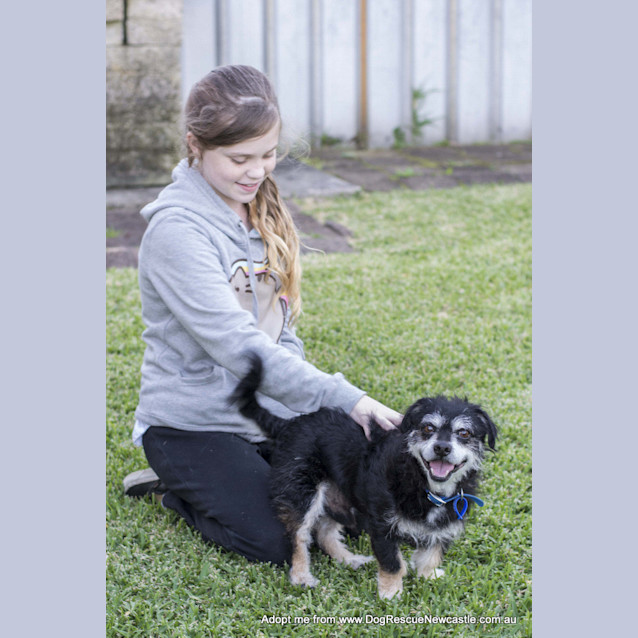 Photo of Rascal ~ Border Terrier, Senior (On Trial 17/9/17)