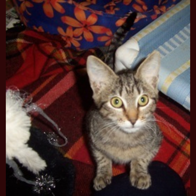 Photo of Snuggles (C1647)