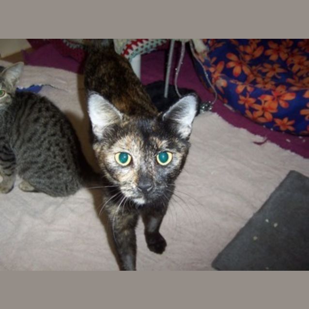 Photo of Petal (C1646)