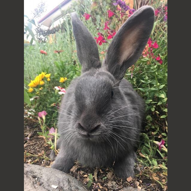 Photo of Boris 