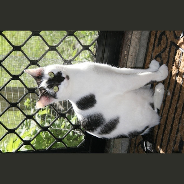 Photo of Harmoine