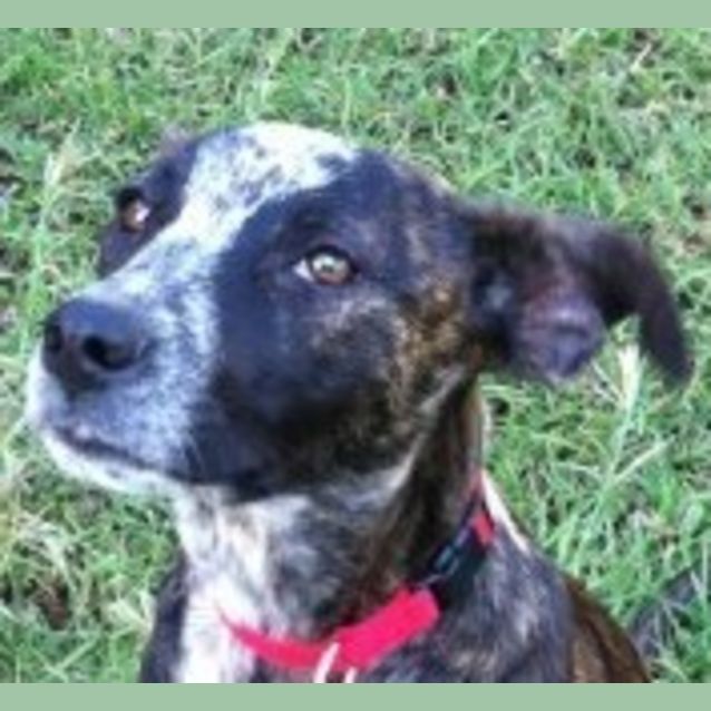 Photo of Evee(d1911)*Adopted*