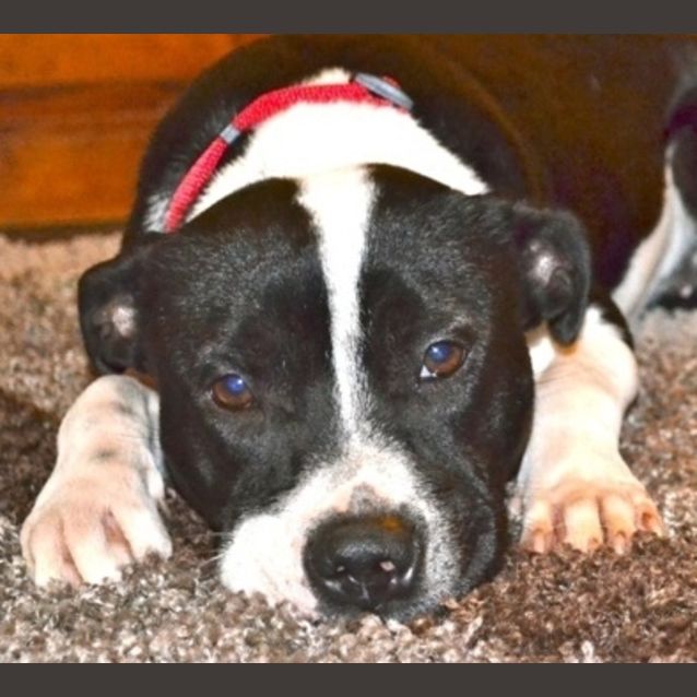 Photo of Lima(d1906)*Adopted*