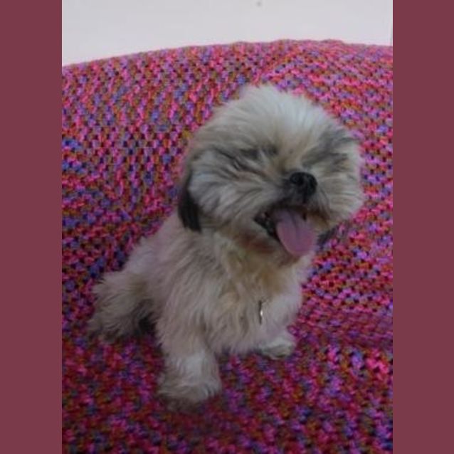 Photo of Vanilla(d1907)*Adopted*