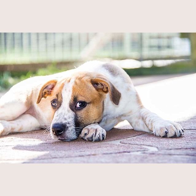 Photo of Dixie ~ Boxer X Mastiff X Cattle (Pending Adoption