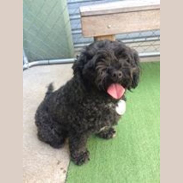 Photo of Coco