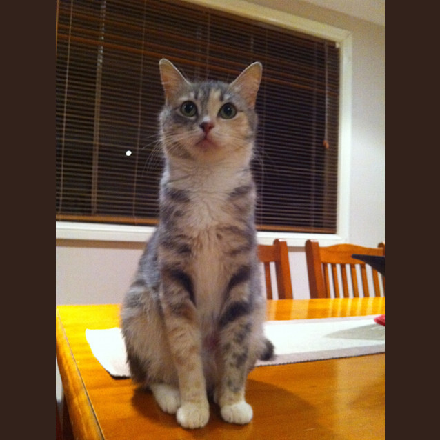 Photo of Mischa