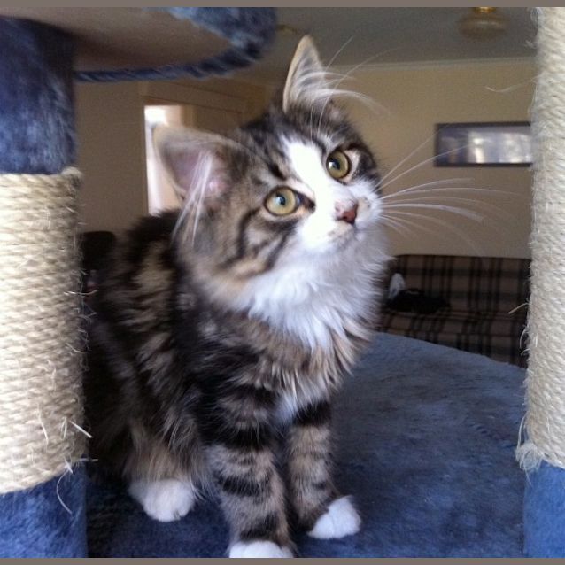 Photo of Aloysius Snuffleupagus   On Trial