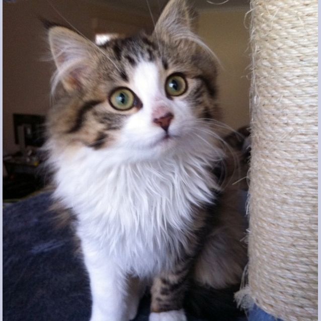 Photo of Alice Snuffleupagus   On Trial In Her New Home!