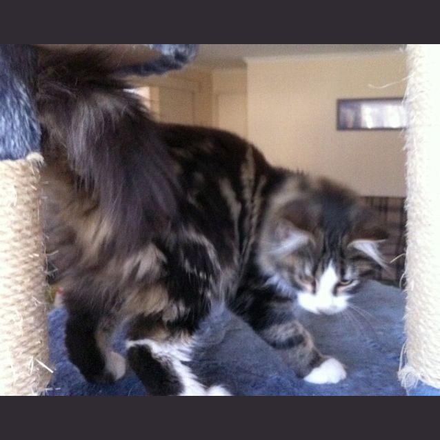 Photo of Aloysius Snuffleupagus   On Trial