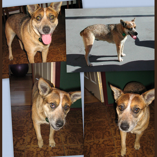 Photo of Bandit (On Trial)