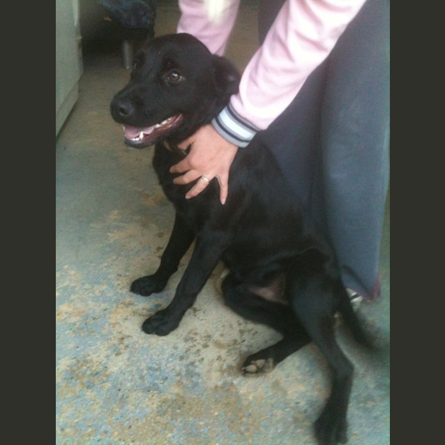 Photo of Timmy **Adoption Pending**