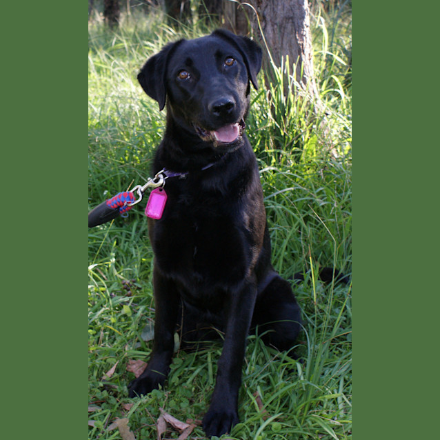 Photo of Mahlia