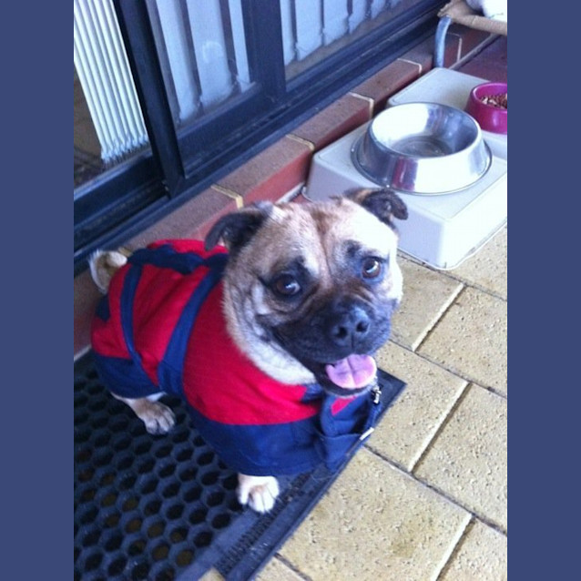 Photo of Otis *Adoption Pending*