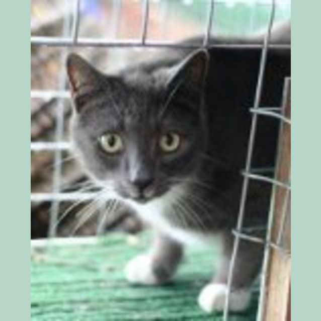 Photo of Merlin