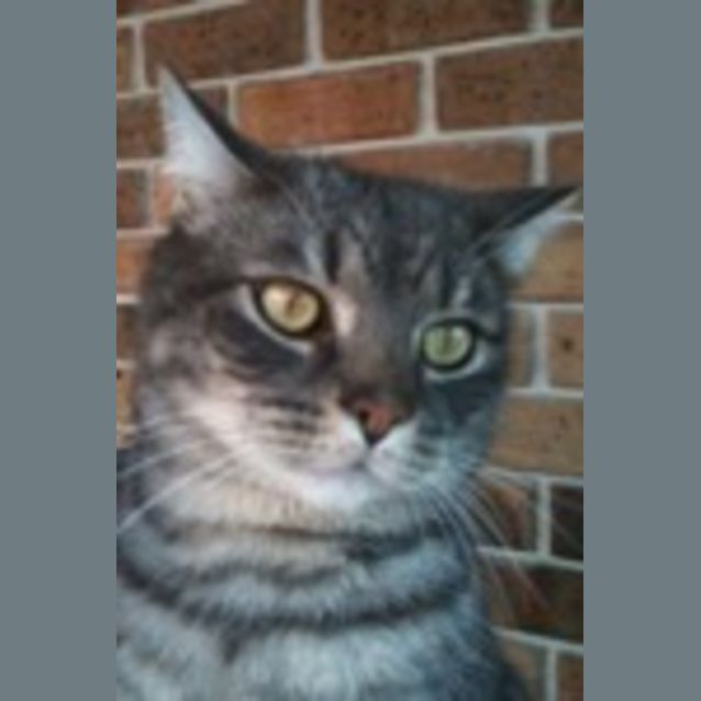 Photo of Bobcat